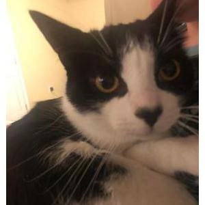 Lost Cat Button