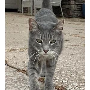 Lost Cat Boots