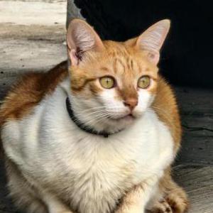 Lost Cat Leo