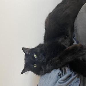 Lost Cat Salem