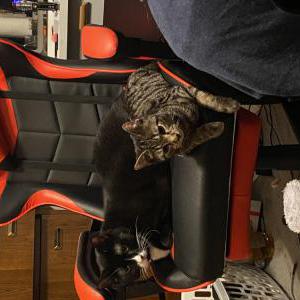 Lost Cat Maxwell