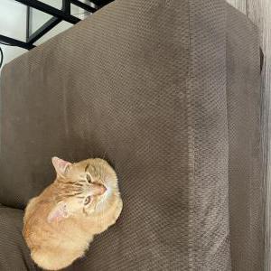 Lost Cat Taquito