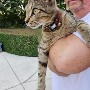 Found Cat unknown