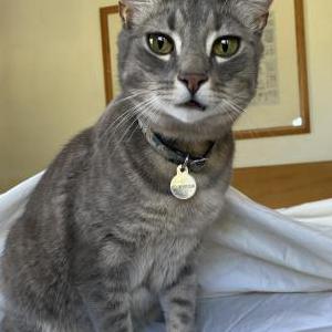 Lost Cat Eekamouse