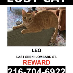 Lost Cat LEO