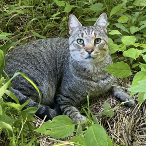 Lost Cat Beanie