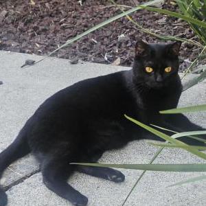 Lost Cat Riley