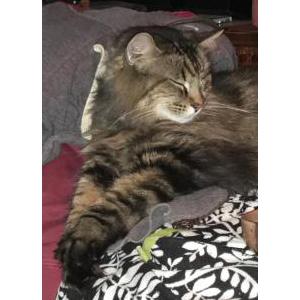 Lost Cat Finn