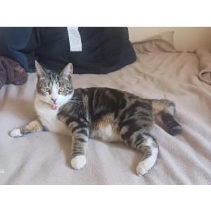 Lost Cat Diana (aka Diesal)