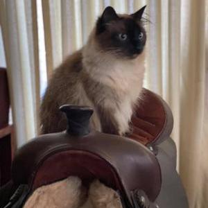 Lost Cat Luna