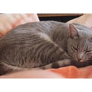 Lost Cat Napoleon (Poe)