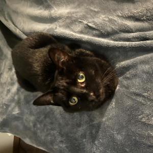 Lost Cat Shadow