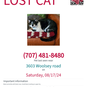 Lost Cat Kona