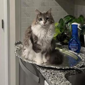 Lost Cat Cathew Carrillo