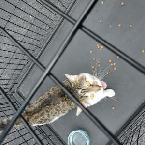 Found Cat Unknown