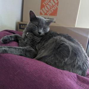 Lost Cat Tashi