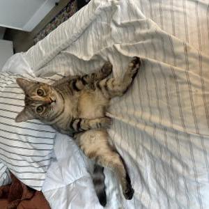 Lost Cat Evie