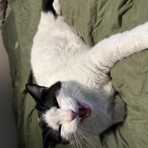 Lost Cat Oreo
