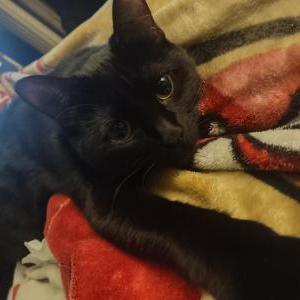 Lost Cat Shuri