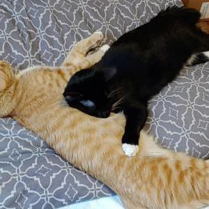 Lost Cat Spice