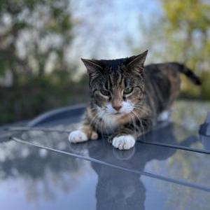 Lost Cat Cali