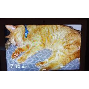 Lost Cat STONIE