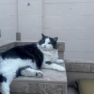 Lost Cat Eevee