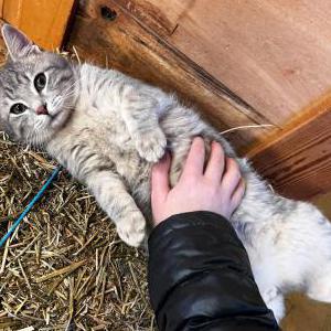 Lost Cat Squeaky