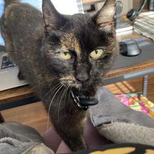 Lost Cat Forrest