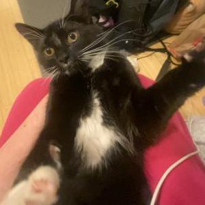 Lost Cat Onyx