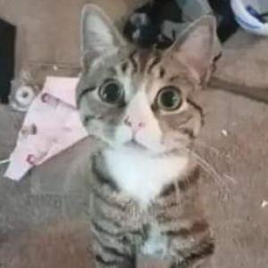 Lost Cat Banditt