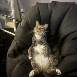 Image of Milo, Lost Cat