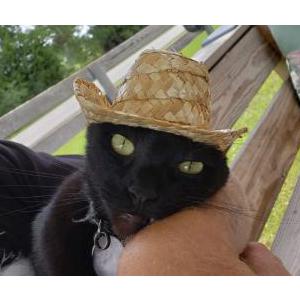 Lost Cat Monkee