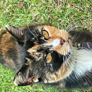 Lost Cat Puzzle