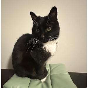 Lost Cat Tulli