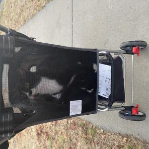 Lost Cat Lily nini