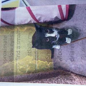 Lost Cat Zedd