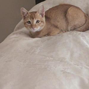 Lost Cat Fire