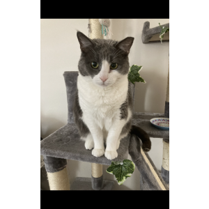 Lost Cat Mickey