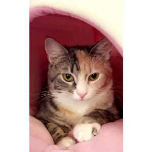 Lost Cat Blaire