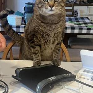 Lost Cat Milo