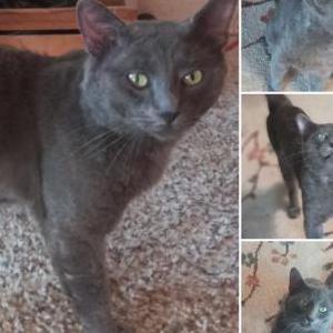 Found Cat Unknown