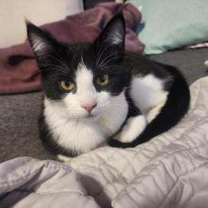 Lost Cat Latrelle