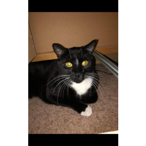 Lost Cat Mittens