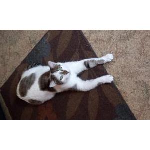 Lost Cat Mark