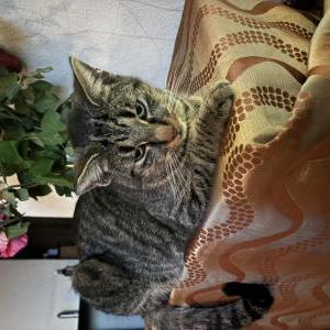 Lost Cat Tabby