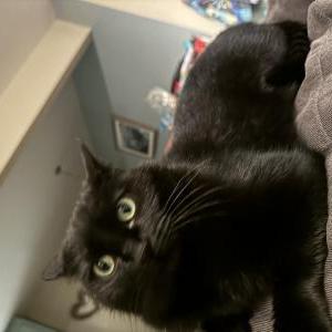 Image of Mama Kitty, Lost Cat