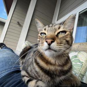 Lost Cat Jungus