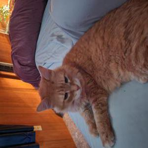 Lost Cat Stripes