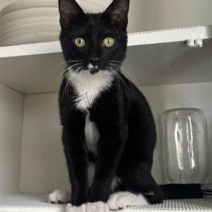 Lost Cat Kahtee